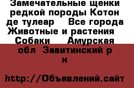 Замечательные щенки редкой породы Котон де тулеар  - Все города Животные и растения » Собаки   . Амурская обл.,Завитинский р-н